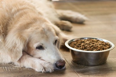 フードを食べない犬