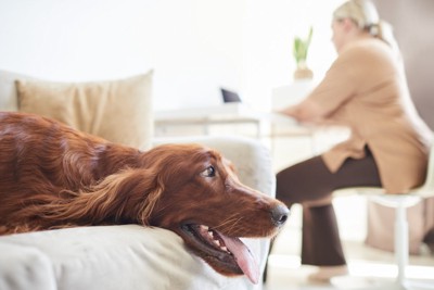 我が物顔の犬