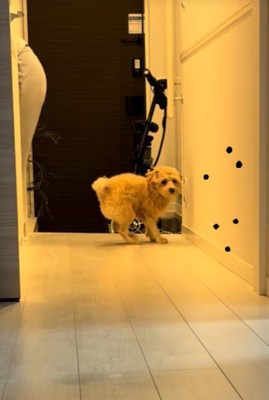 たわし君のナイトルーティン5