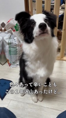 おすわりをして飼い主を見つめる犬