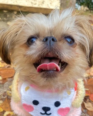 8か月後のわっふちゃん2