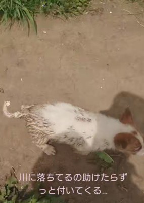 川に落ちていたわんこ