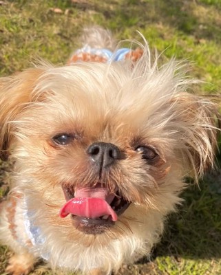 8か月後のわっふちゃん1