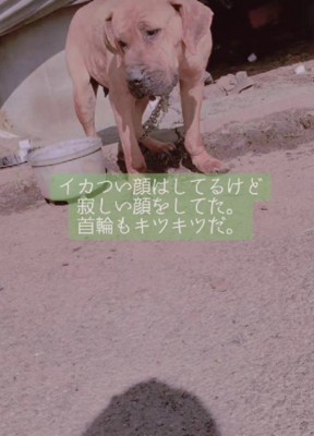 発見当時はボロボロだった