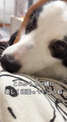 飼い主の側に寝転がる犬
