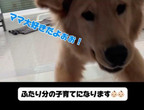 子育て中の家族とこてつ君の日常⑩