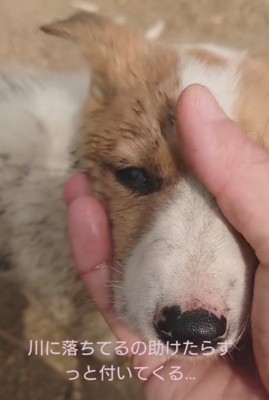 現在は新しい飼い主の元へ