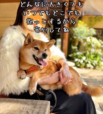 抱っこされる柴犬