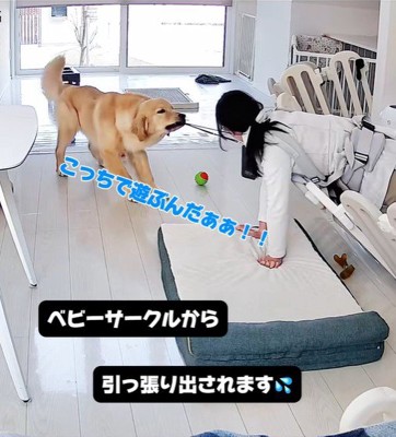 子育て中の家族とこてつ君の日常2