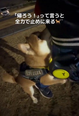 お散歩終了を阻止するはなまる君