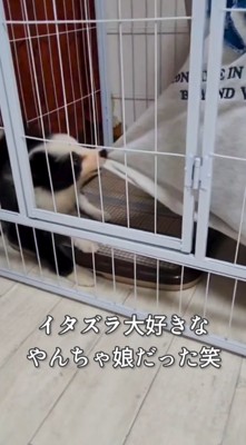 飼い主の服の裾を咥える犬