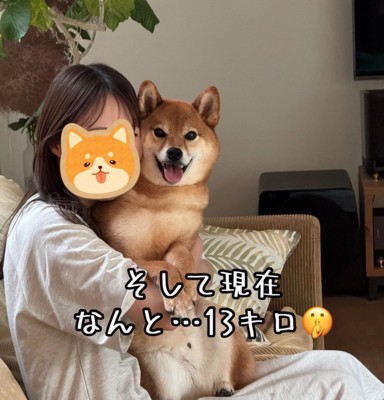 抱っこされる13キロの豆柴