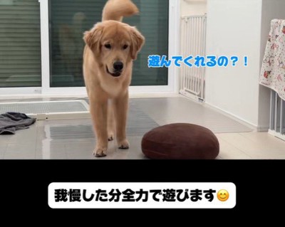 子育て中の家族とこてつ君の日常9