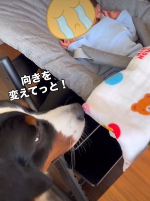 赤ちゃんを見る犬1
