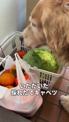 キャベツを食べていた！！