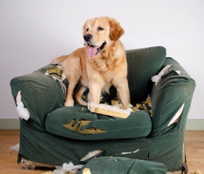 ソファを破壊する犬