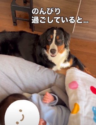 こちらを見る犬
