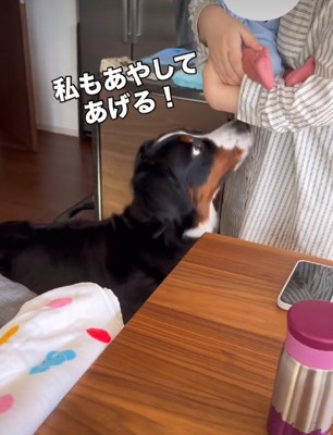 見上げる犬1