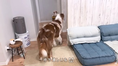 待ちきれないガルチェロちゃん