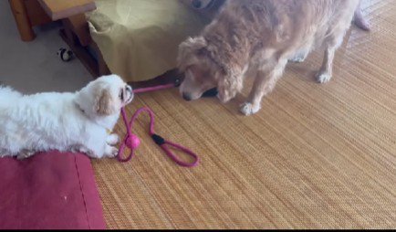 「お散歩行くよ！！」