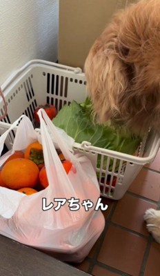 バリッ、バリッ