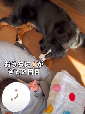 赤ちゃんと犬