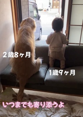 窓際のソファに並んで座る犬と赤ちゃんの後ろ姿