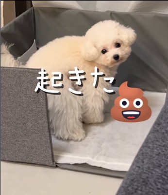 トイレでウンチする犬