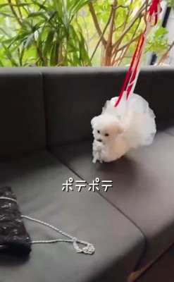 ドレスで歩く犬