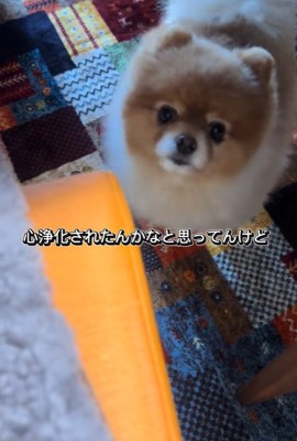 ちょっちゃんの年越し⑩