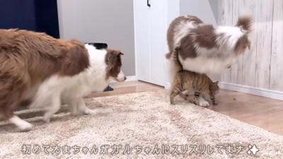 初めてのスリスリに感動！！