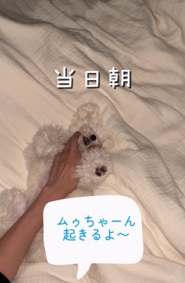 ベッドで眠る犬を起こす