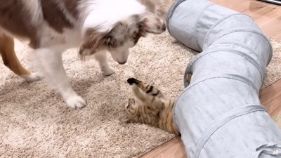 穴から飛び出したたまちゃん