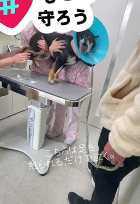 赤ちゃんと瓜二つ…！