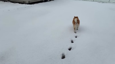 ポテポテとどこかへ…