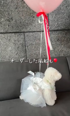 ウエディングドレスを着た犬