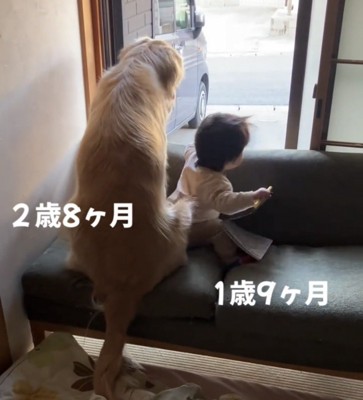 外を見つめる犬と立ち上がろうとする赤ちゃん