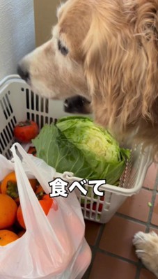野菜大好きなレアちゃんでした