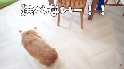 おやつも食べたい！！