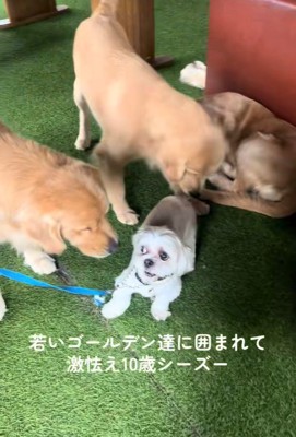 大型犬に囲まれたしろ君