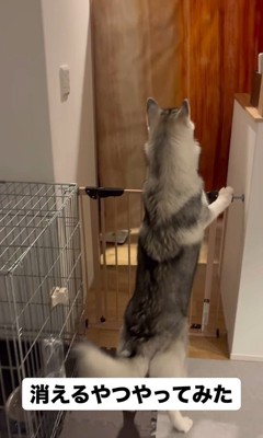 ゴロちゃんのドッキリへの反応2