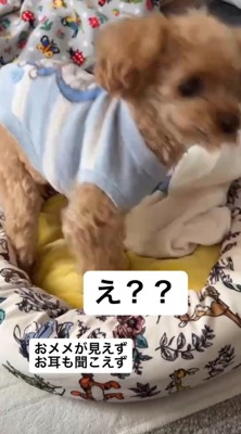 犬の名前を呼ぶ女性