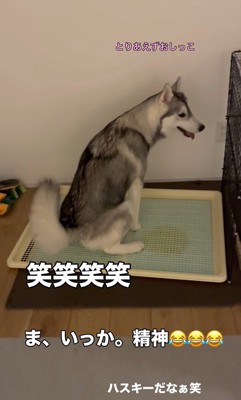 ゴロちゃんのドッキリへの反応9