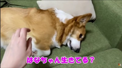 「生きてる…？」