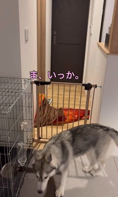 ゴロちゃんのドッキリへの反応7