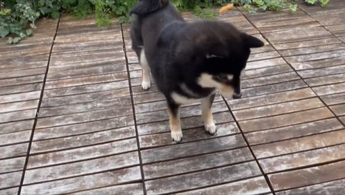 おやつを投げる飼い主