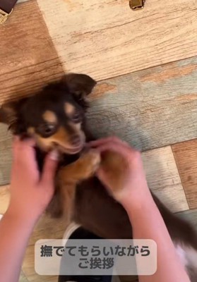 トリマーさんに一直線♡