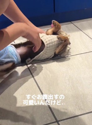 ゴロゴロ転がるのは…