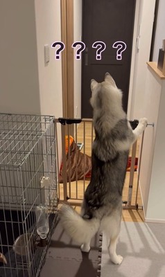 ゴロちゃんのドッキリへの反応4