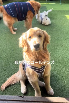 しろ君の同居犬たち